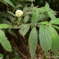 Hedyotis thwaitesii Hook.f.